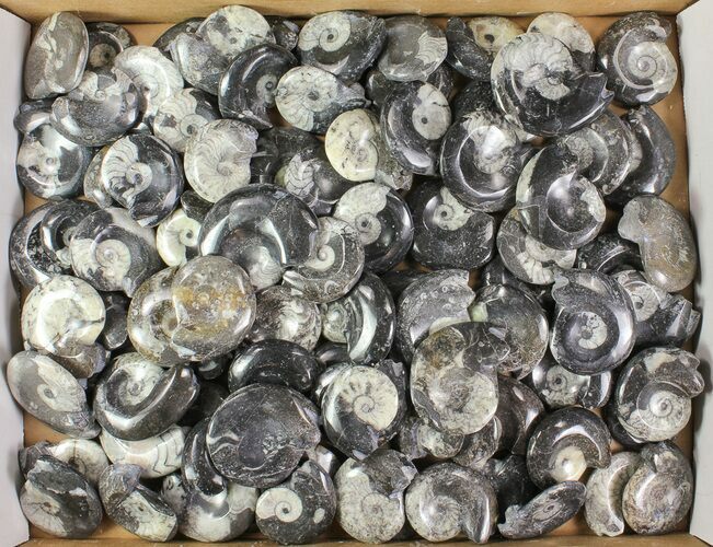 Lot: - Polished Goniatite Fossils - Pieces #77274